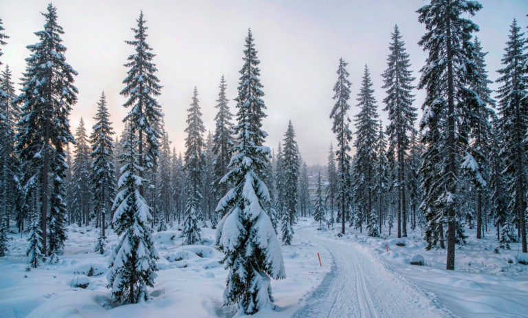 Xinjiang pine forest ski trail