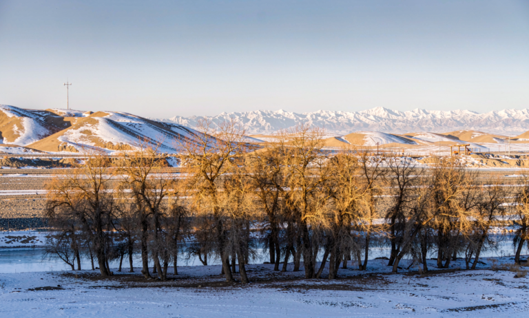 Shayar Tarim poplar winter